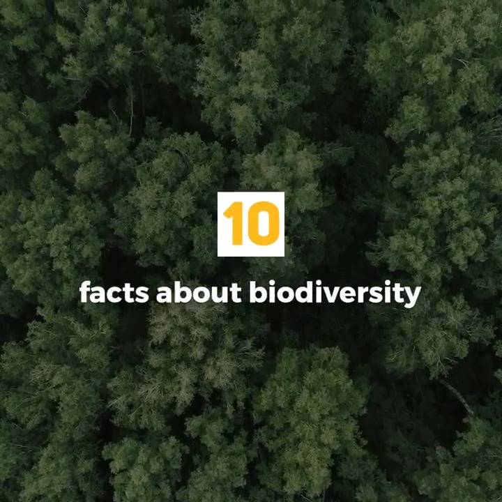 Biodiversity provides us with everything we need to survive: 🍏 The food we eat 🌬️ The air we breathe 💧 The water we drink This #BiodiversityDay and every day, let's protect and conserve our 🌎's biodiversity. #ForNature