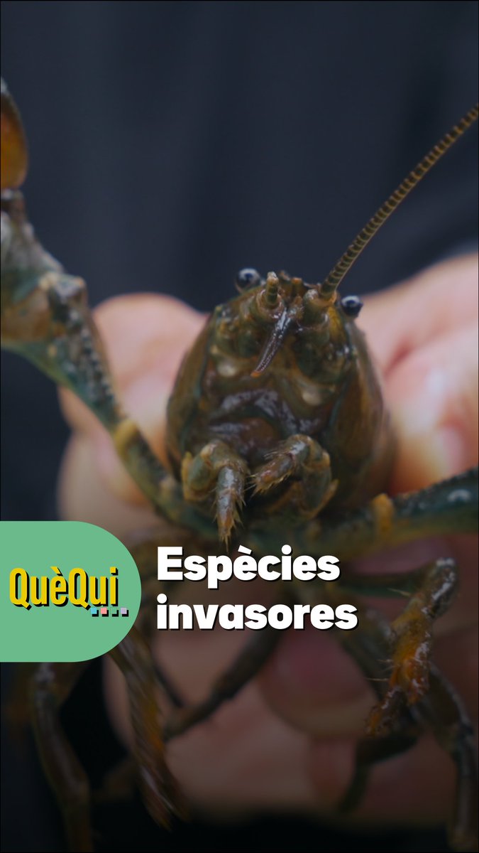 Quan una espècie s’introdueix en un ecosistema al qual no pertany, correm el risc d’alterar-lo. Aquestes espècies poden esdevenir un trasbals per als organismes que hi viuen, que poden veure’s desplaçats o, directament, eliminats🔬 #QueQui3Cat Neurones Fregides 🍳