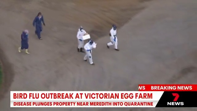 BREAKING: There has been a breakout of bird flu at a poultry farm in regional Victoria. 400 thousand birds will be euthanised on the property near Meredith. #7NEWS