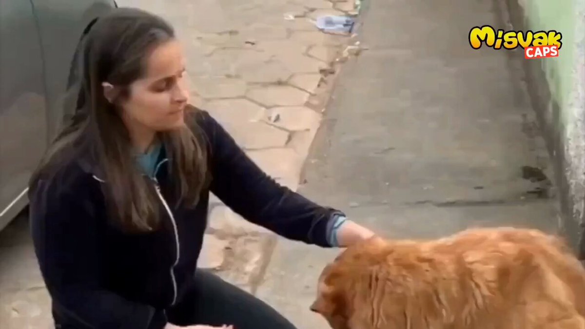 Kendine "köpek eğitmeni" diyen bir şahıs, köpeklerin eğitilerek saldırganlığının yok edilebileceğini anlatırken köpeğin saldırısına uğradı. Köpek: Öyle eğitilmez, böyle eğitilir !