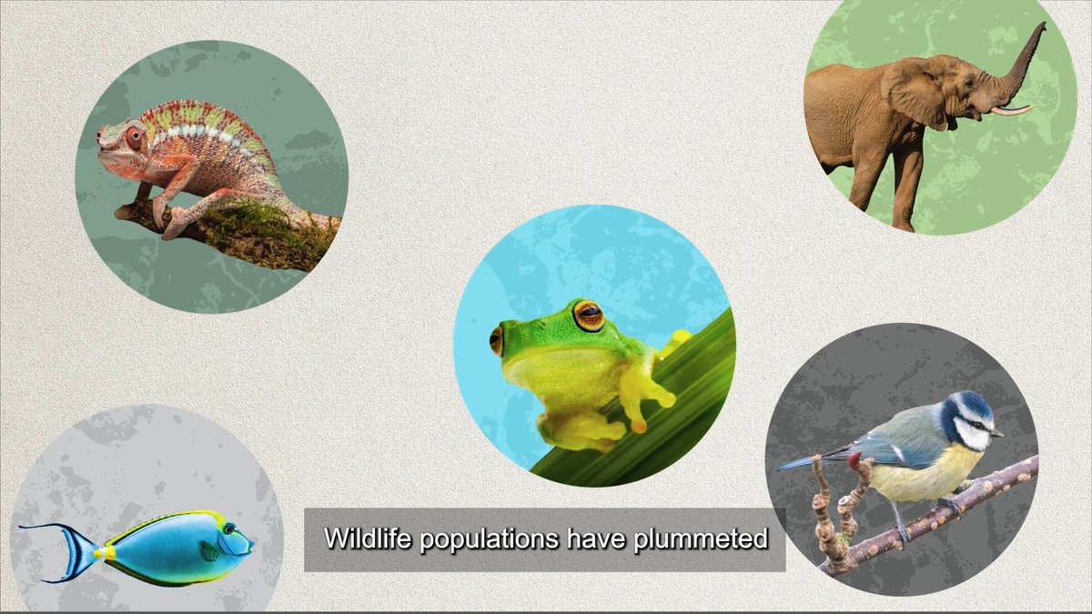 #Nature is in crisis. 🚨 Four billion people experience severe water scarcity for at least one month every year. & 50% of the world’s corals have been lost. 🗣 Leaders: The time to act is NOW. RT to call for action! #WWFUntangled Post-2020 Biodiversity Framework . EU Support #BiodiversityDay