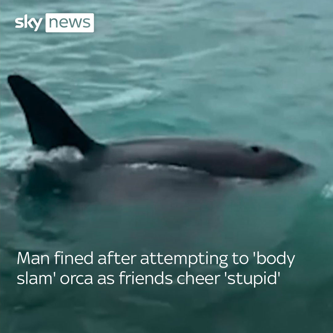 A 50-year-old man has been caught on camera jumping off a pleasure boat to try and "body slam" an orca in New Zealand. The man has been fined $600 (£288) as a consequence of his actions off the coast of Devonport, Auckland, in February. Read more 🔗