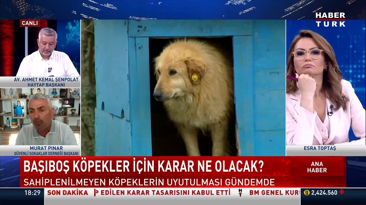 Başıboş köpekler için karar ne olacak? Dünyadaki örnekler neler? Güvenli Sokaklar Derneği Başkanı Murat PINAR, #AnaHaber'de Esra Toptaş'a değerlendirdi.
