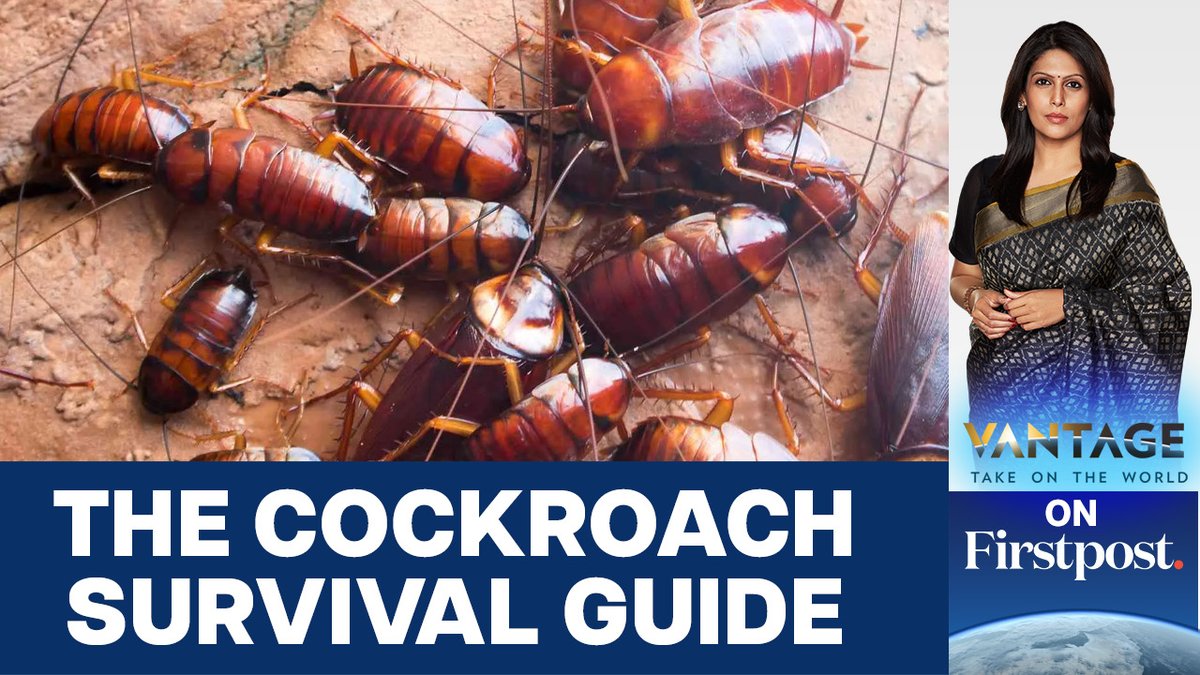 #VantageOnFirstpost: Cockroaches have slowly conquered the world. There are 4,500 species of cockroaches which are spread across all continents except Antarctica. Even so, their origin has been a mystery to scientists. Now, a new study has solved the centuries-old mystery by revealing the origins of cockroaches. So what can we learn from these pests? And should we? Palki Sharma tells you.