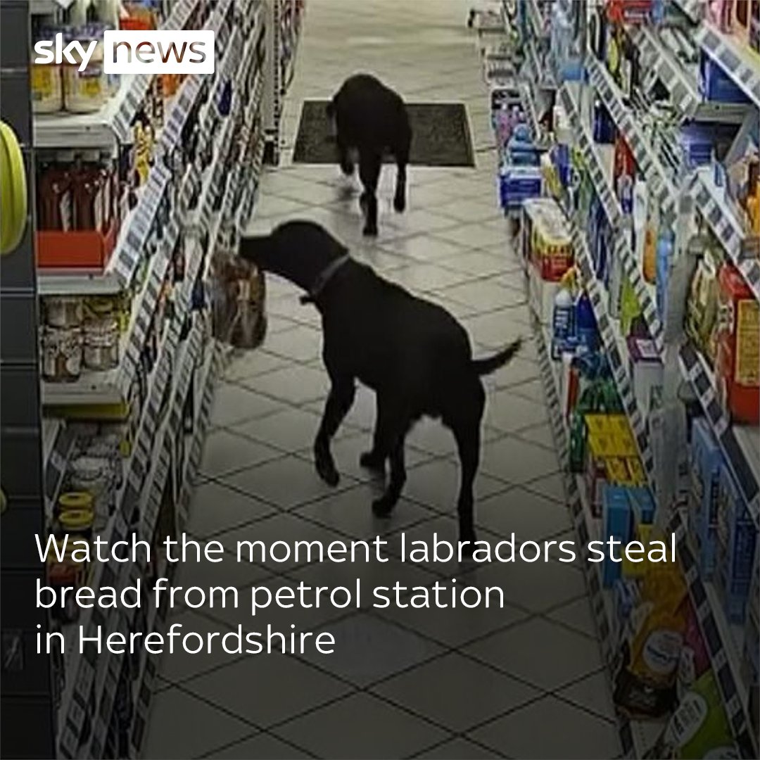 Two labradors were captured on CCTV stealing bread from the shelves in a petrol station in Herefordshire. After being caught in the act, workers put out an appeal on social media and reunited the dogs with their owner.