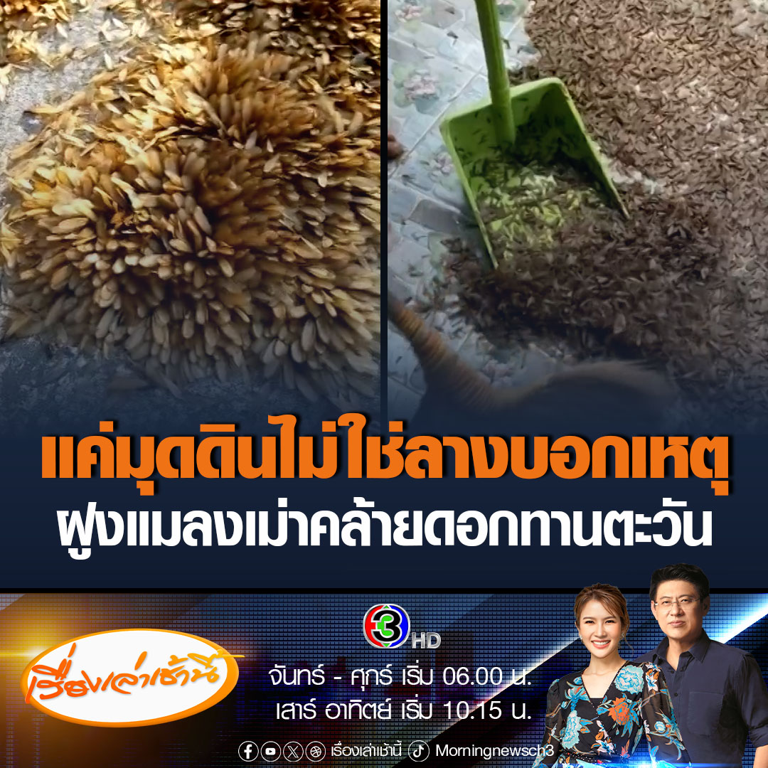 #เรื่องเล่าเช้านี้ อ.เจษฎา ชี้ ฝูงแมลงเม่ารวมกลุ่มคล้ายดอกทานตะวัน เป็นแค่การแย่งกันมุดลงดิน ไม่ใช่ลางบอกเหตุ อย่างที่ชาวบ้านเชื่อ ซึ่งแมลงเม่าก็คือปลอกที่ไม่มีปีก กินได้ #ข่าวช่อง3 #ข่าวโซเชียล #แมลงเม่า