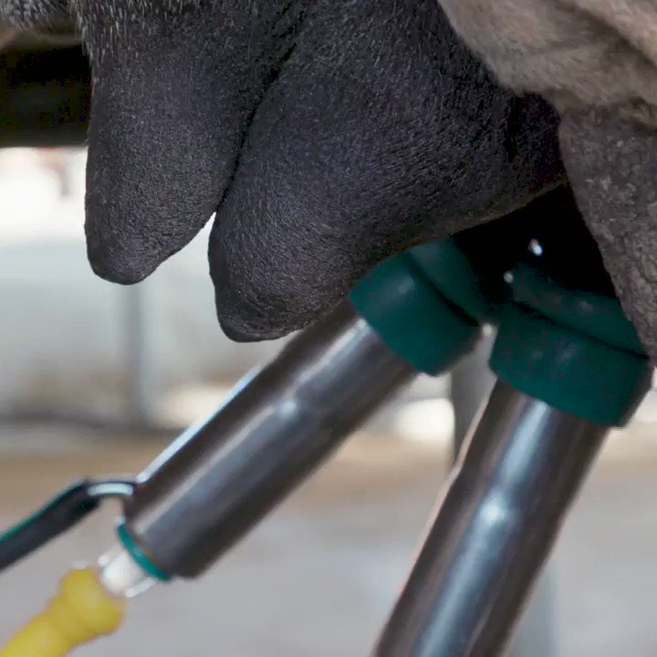 Camel milk is less popular than cow's milk. What makes it so pricey?