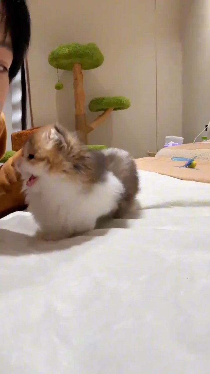 Enchanting cat 💖😻