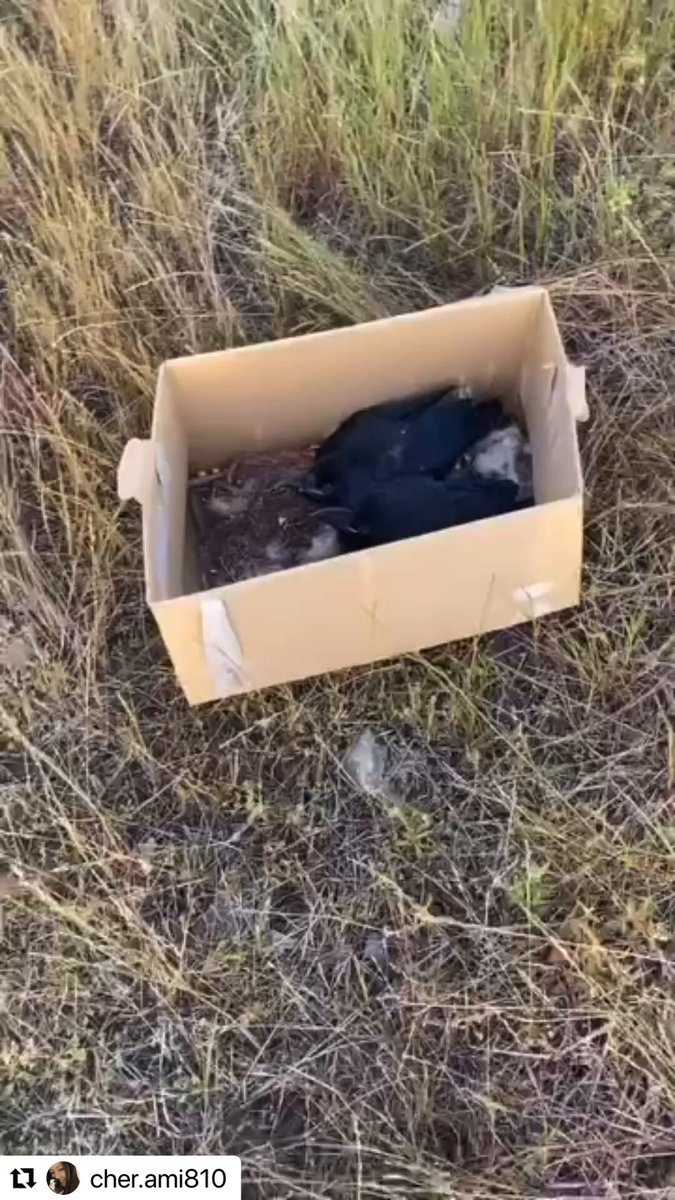 カラスのヒナが二羽 段ボールに入れられて 遺棄されていました。 親鳥から引き離され 人通りもないような草むらに 遺棄されていました。 優しい方に保護されて 一晩過ごし 今日保護施設に行きました。 毎年のようにこのような事が 起こっています。 この子達はもう親鳥には会えません。 もう少し遅かったら この子達の命はありませんでした。 優しい方に見つけて貰えなければ 外敵に襲われていました…。 心から感謝します🙏 カラストラップ ガス室 撲殺 巣の破壊 ヒナの淘汰 遺棄 存在自体を邪魔に思う人も いると思います。 人間には何の権利もありません。 それでもカラスや鳩の 存在を消したいのであれば 生きる事を「許して」 貰えませんか。 このような残酷な行為が 繰り返されています。 私達が気づかない事の方が 多いと思います。 どうか目を配ってください🙏 #カラス #カラス嫌いはスルー #動物虐待 自分のインスタからリポスト🐦‍⬛ 写真と動画は相談者の方が 提供してくださっています。 仕事中でなかなか気付けずに 申し訳ございませんでした。