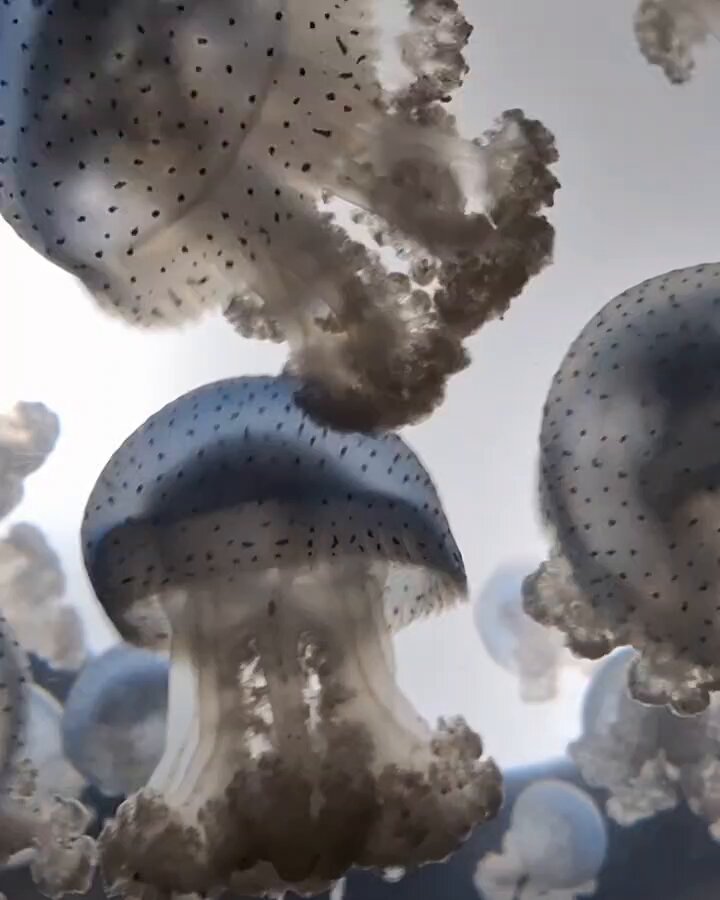 Fun fact: Jellyfish have been around for over 500 million years, making them older than dinosaurs!
