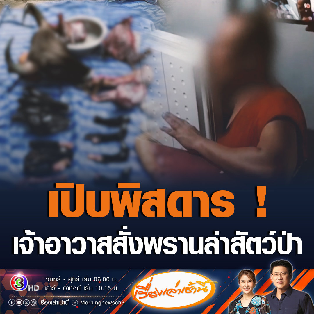 #เรื่องเล่าเช้านี้ ชาวบ้านทนพฤติกรรมไม่ไหว เจ้าอาวาสวัดดัง ในจ.นครราชสีมา นิยมฉันเนื้อสัตว์ป่า สั่งพรานไปล่าสัตว์ ตรวจในตู้เย็น พบมีซากมีควาย หัวกระทิง หัวเลียงผา อุ้มเท้าหมี เก้ง เป็นสัตว์ป่าสงวนทั้งสิ้น #ข่าวช่อง3 #ข่าวสังคม #สัตว์ป่าสงวน