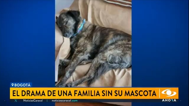 #OjoDeLaNoche | En Bogotá una familia vive un drama por la pérdida de su mascota, una perrita que necesita medicamento porque sufre de epilepsia. Más en