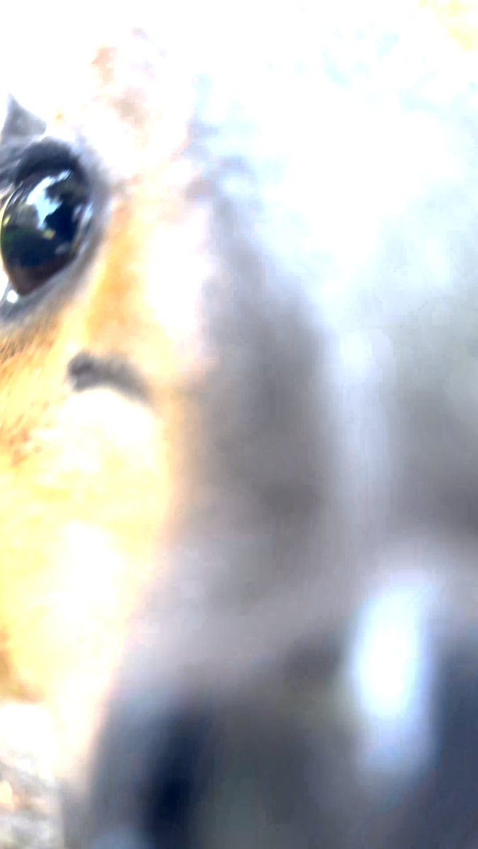 Nugs and kisses from Nugget ๐