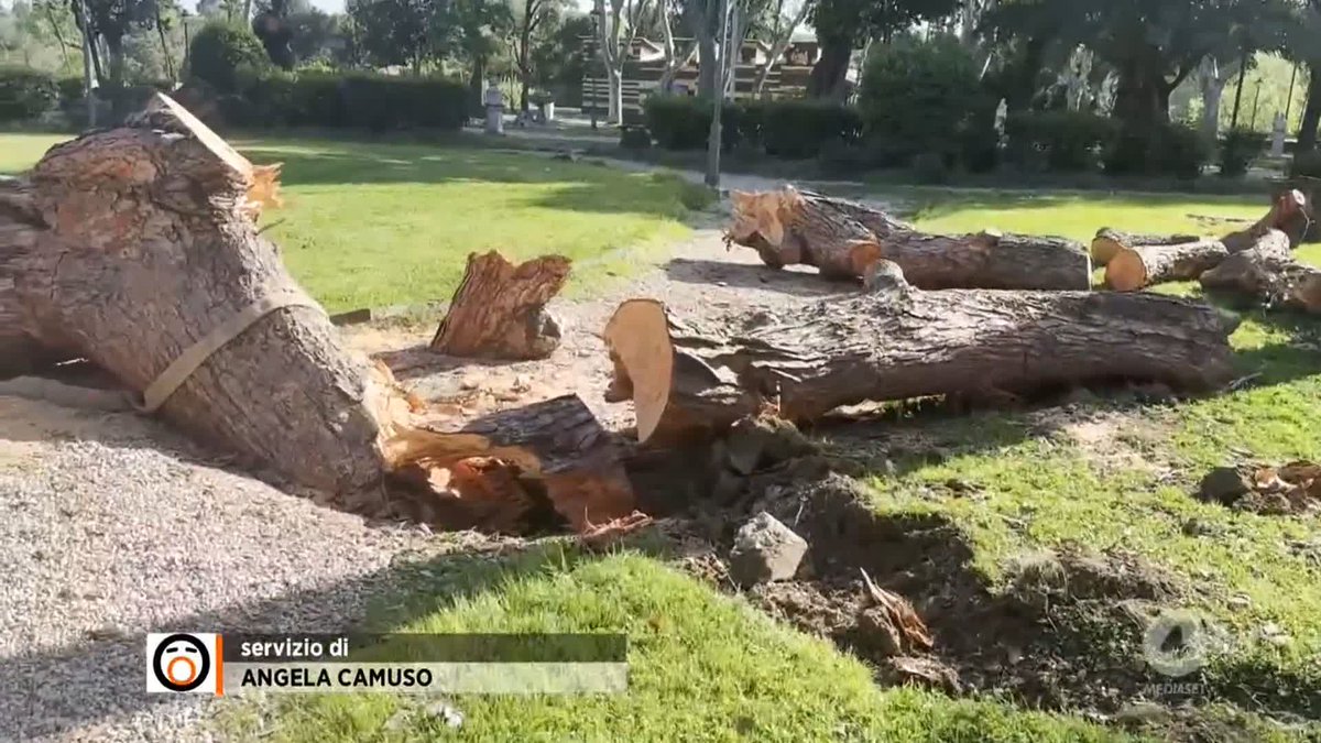 Spudorati: lo scandalo dei 18mila alberi abbattuti a Roma Servizio di angela camuso a #Fuoridalcoro
