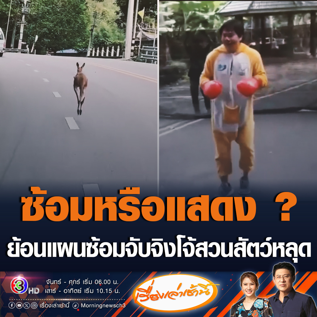 #เรื่องเล่าเช้านี้ ย้อนคลิปสวนสัตว์ซ้อมแผนจับจิงโจ้หลุดจากพื้นที่แสดง โดยให้คนแต่งชุดเป็นจิงโจ้ แล้วมีเจ้าหน้าที่ล้อมจับ ยิงยาสลบ หลังเกิดเหตุจิงโจ้แดงหลุดจากสวนสัตว์เชียงใหม่ ซึ่งขณะนี้ยังไม่พบตัว และหากไม่พบภายใน 2-3 วัน จิงโจ้อาจจะตายได้ #ข่าวช่อง3 #จิงโจ้หลุด