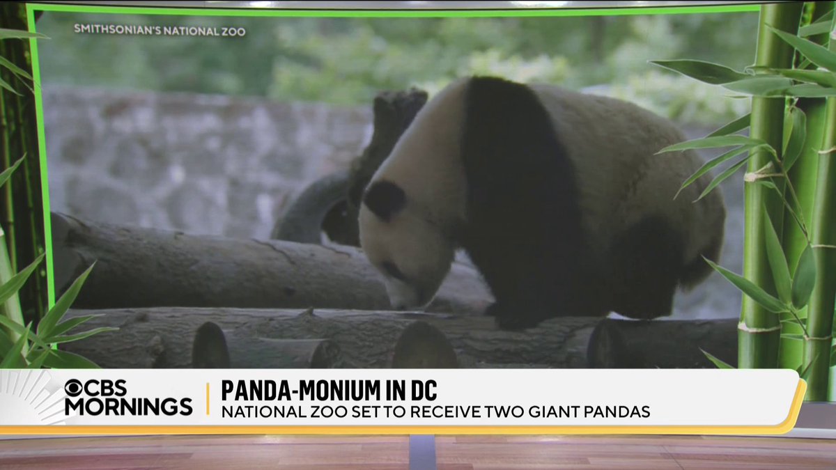 Washington’s National Zoo is preparing to welcome a pair of new giant pandas by the end of the year — 2-year-old Bao Li and Qing Bao 🐼