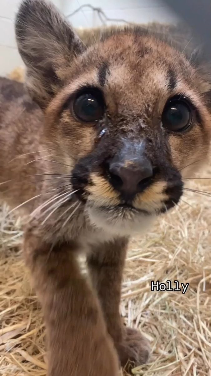 TBT to the recurring display of ferocity that rescued mountain lion cubs exhibit early in the rescue process. This sight indicates the cubs have energy to improve, and as their bonds with vets grow, behaviors like this dissipate. Who do you think was the most fierce?