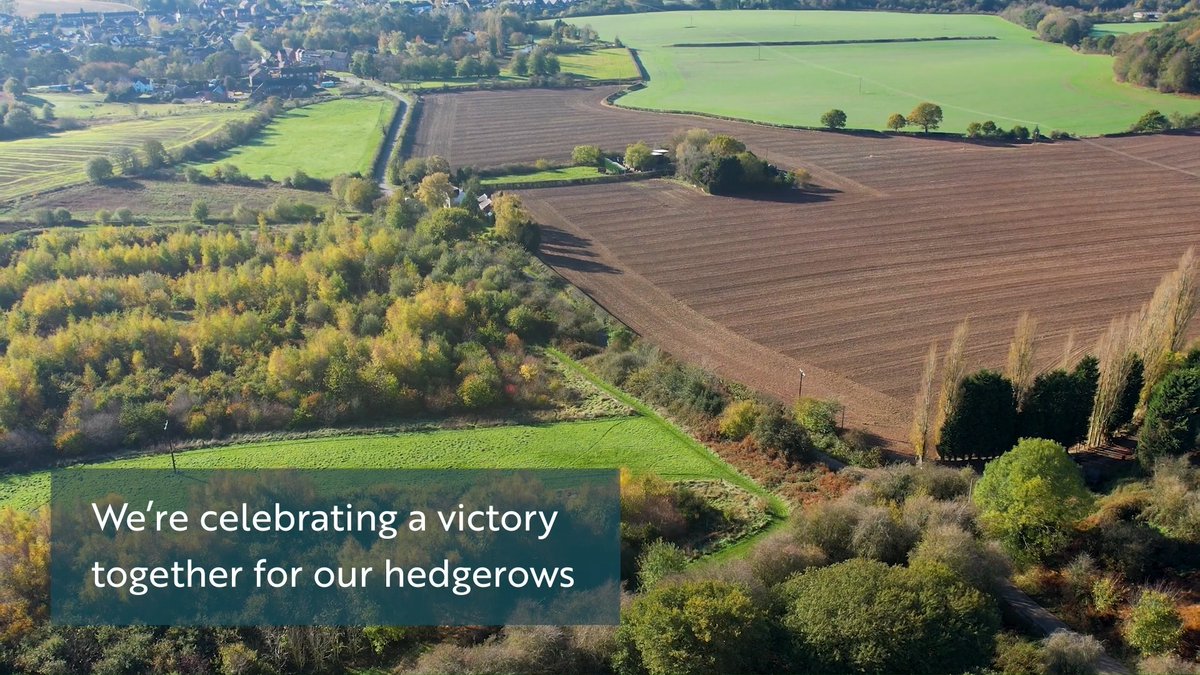 Hedgerow protections are being reinstated in England! 🎉 A HUGE thank you to the thousands of you who joined our campaign and stood up for nature. A crucial win for wildlife!