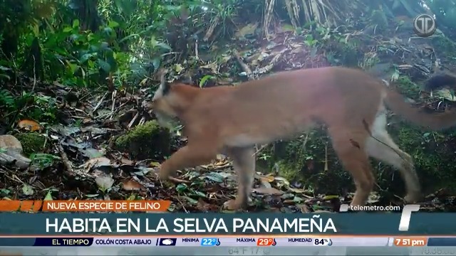 Una nueva especie de felino ha sido descubierta en Panamá y sirve de estudio para toda Centroamérica. #TRverde #TReporta