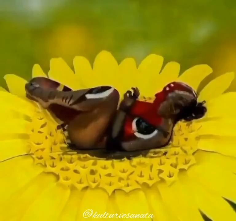 Tek kelimeyle 'muhteşem' bir sanat çalışması olmuş. 👏❤️