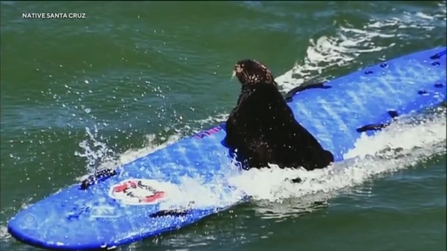 California’s favorite surfboard-stealing otter is back — this time with a pup in tow. Experts now think pregnancy could be the reason for her previous aggressive board-hijacking behavior.
