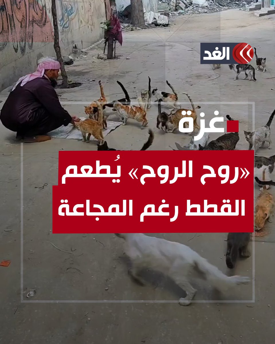 الراحمون يرحمهم الرحمن.. خالد نبهان المعروف بـ«روح الروح» يهتم بإطعام القطط رغم النزوح والجوع بقطاع غزة #قناة_الغد #فلسطين #غزة #رفح