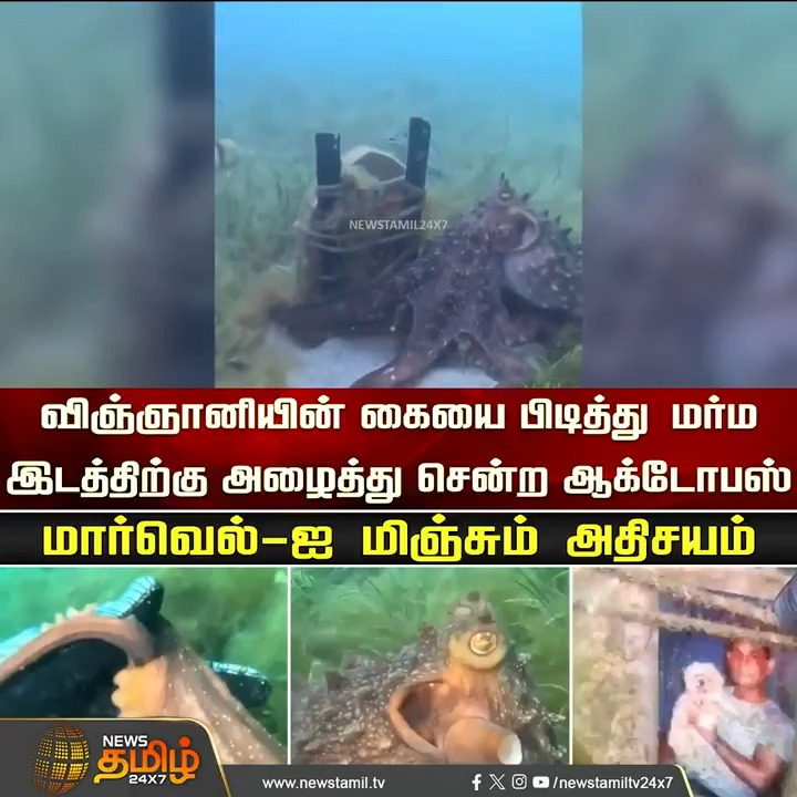 பெண் விஞ்ஞானியின் கையை பிடித்து மர்ம இடத்திற்கு அழைத்து சென்ற Octopus..மார்வெல்-ஐ மிஞ்சும் அதிசயம் #octopus #DeepseaWonder #womanscientist #Viralvideo #NewsTamil24x7