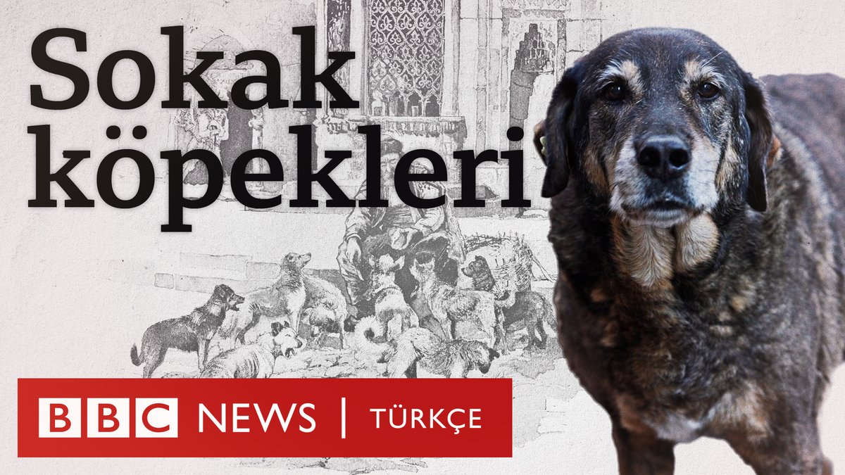 Sokak köpekleri tartışması: Popülasyon neden arttı? Sorun nasıl çözülmeli? Fatima Çelik'in video haberi Yayında: