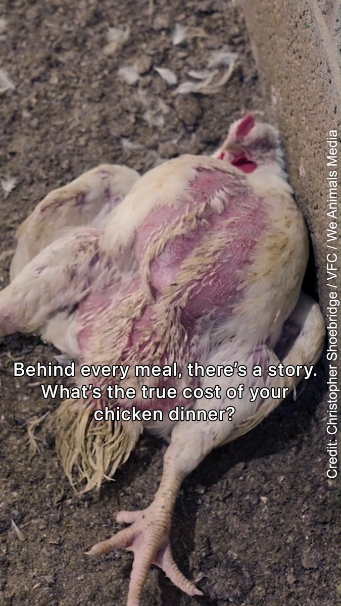 Before you take a bite of your chicken dinner, remember who lost their lives for your meal. #govegan