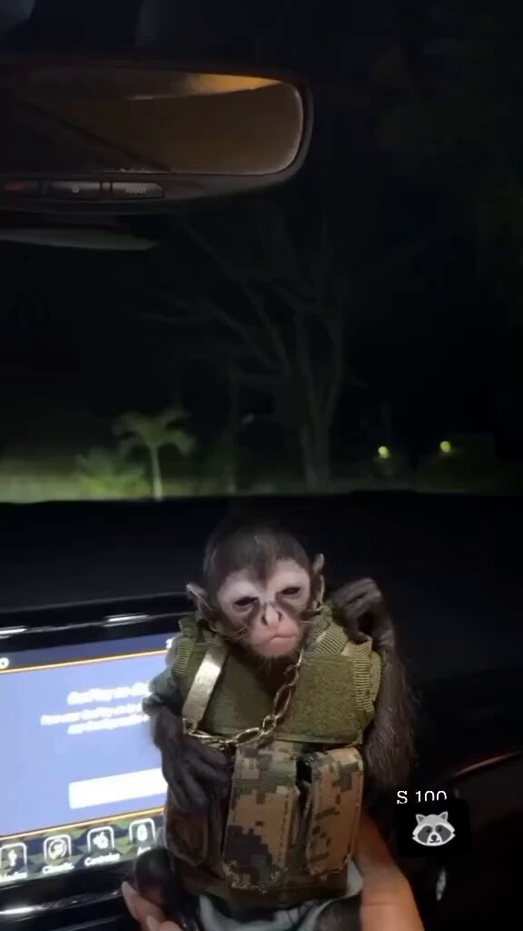 Sir another Cartel Monkey in a plate carrier has hit instagram