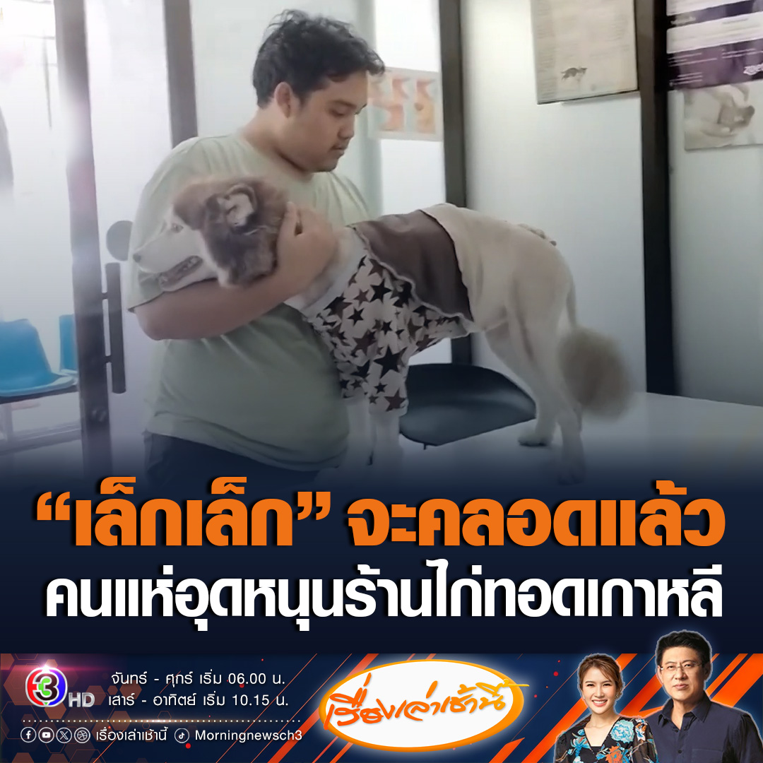 #เรื่องเล่าเช้านี้ คนแห่อุดหนุน ร้านไก่ทอดเกาหลี ที่ จ.หนองบัวลำภู ของคุณนิว เจ้าของใหม่ “น้องเล็กเล็ก” เผยน้องเล็กเล็กใกล้คลอดแล้ว อีก 48-72 ชั่วโมงนี้ จึงนอนเยอะ บางคนมาร้านอาจไม่เจอ #ข่าวช่อง3 #ข่าวสังคม #น้องเล็กเล็ก #หมาไซบีเรียนถูกน้ำร้อนราด