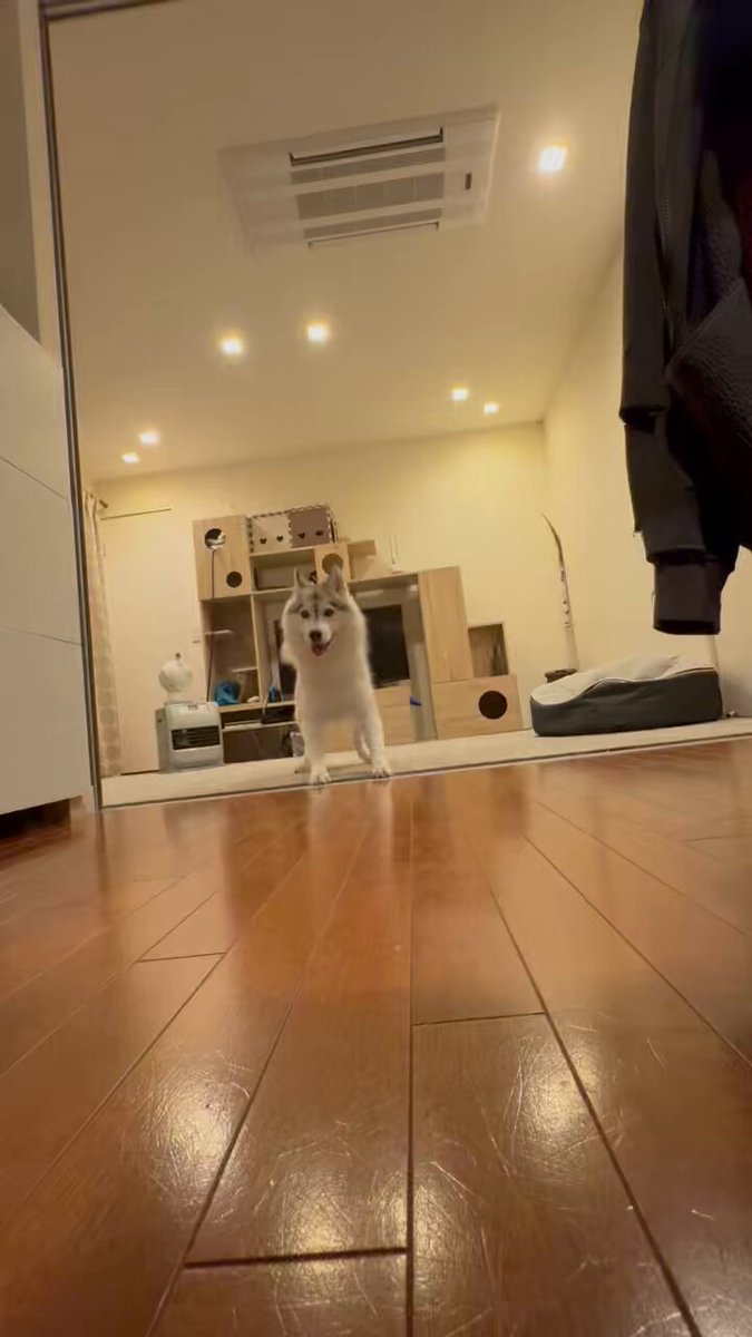 ご機嫌なハスキー犬🐺😆