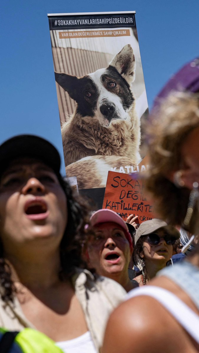 Turkey's dog-lovers are getting up on their hind legs after a plan by the ruling party to euthanize stray dogs leaked to the media.