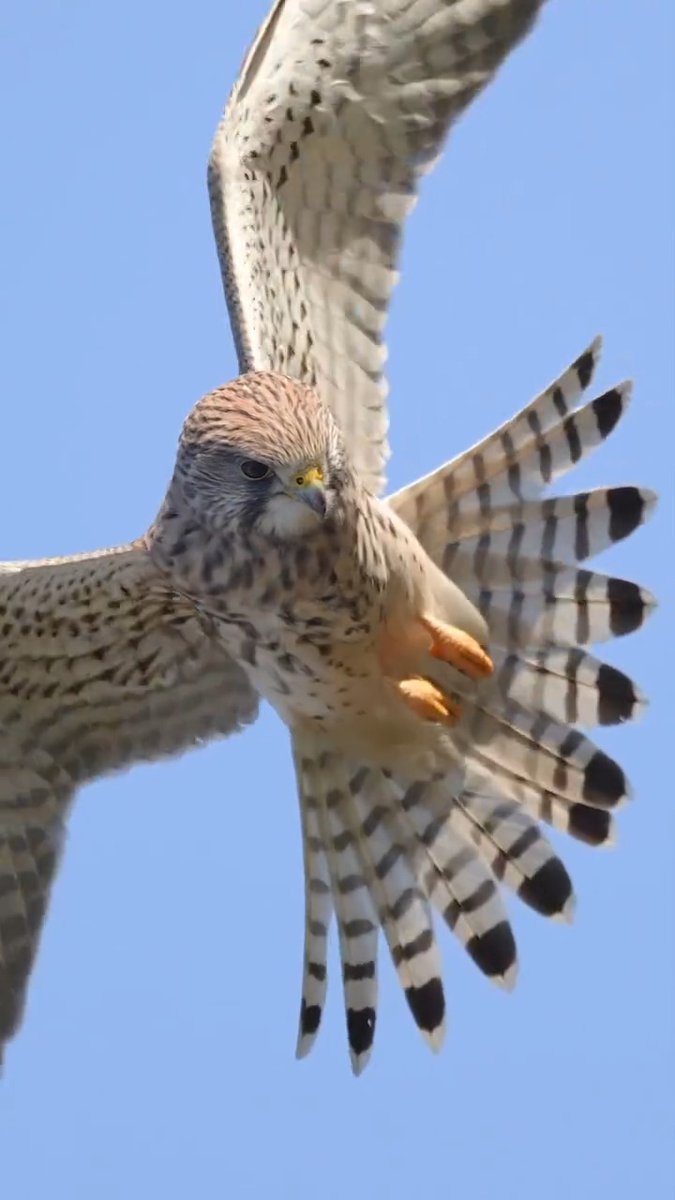 The magic behind the hover. Kestrels have a remarkable ability to stay put in the air. This is called hovering and whilst other birds of prey are capable, none can do it for as long or as well as the Kestrel. Captured in stunning detail by Lawrence Chatton
