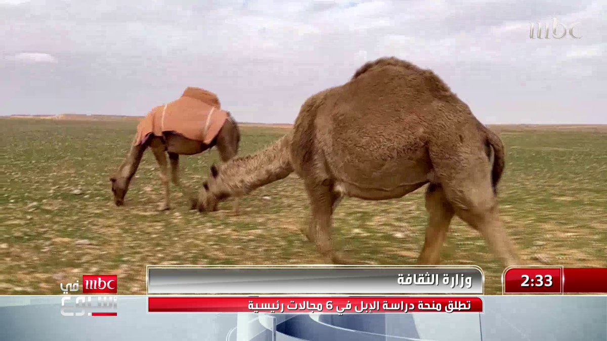 كيف تعزز مبادرة منحة دراسة الإبل تعريف الأجيال القادمة بهذا الإرث العميق؟ رئيس جمعية دراسات الإبل بجامعة الملك سعود الدكتور محمد بن سلطان يجيب.. #MBCinAweek #MBC1