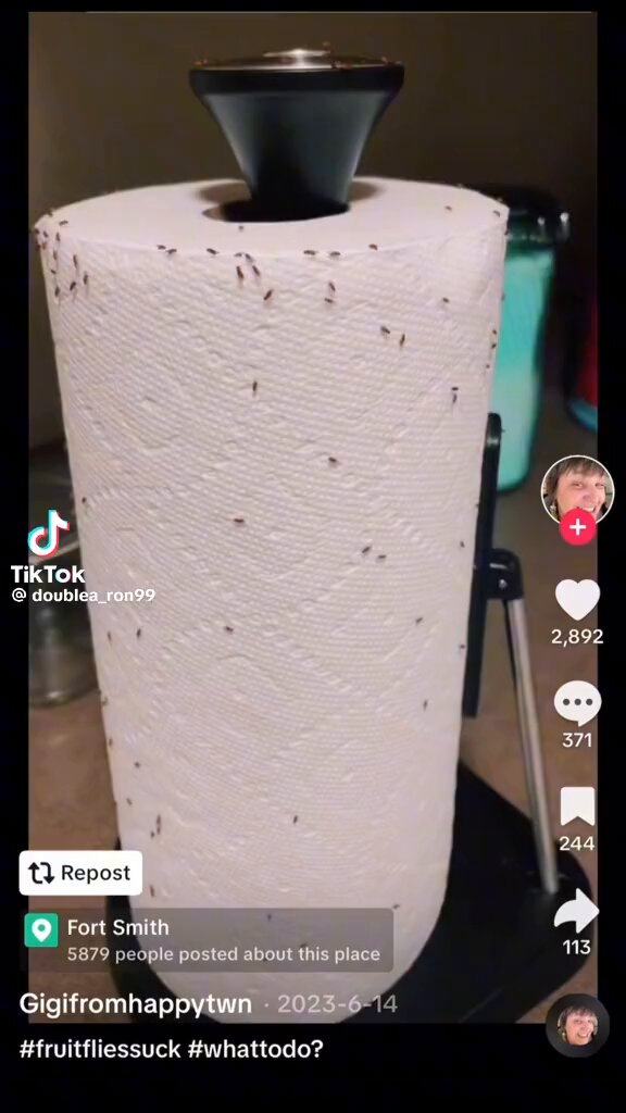 How to get rid of gnats and what not
