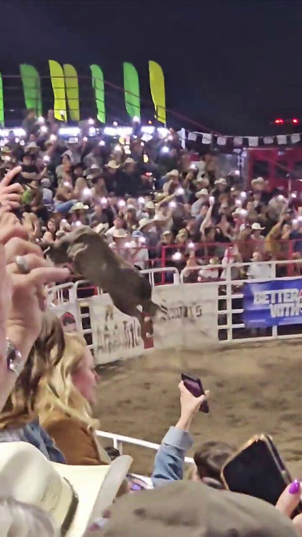 Three people were injured Saturday night at a rodeo in Sisters, Oregon, after a bull leaped across a barrier into the stands and raced through the grounds before being captured.