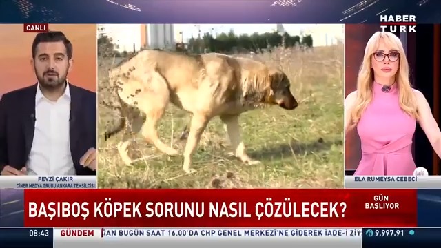 Hasta köpekleri Ankara'ya taşıdılar... Gözaltına alınan iki kişiden biri tutuklandı. ➡️Başıboş köpek sorunu nasıl çözülecek? #GünBaşlıyor'da Ela Rumeysa Cebeci 🇹🇷, Ciner Medya Grubu Ankara Temsilcisi Fevzi Çakır ile konuştu.