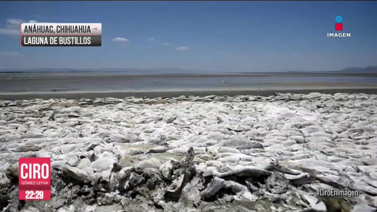 No es una película apocalíptica, así se ven más de 5 kilómetros de miles de peces muertos por la sequía en la laguna de Bustillos, en el centro de #Chihuahua. Ante la descomposición, la única solución que encontraron los vecinos fue echarles cal y hacer algunas zanjas: