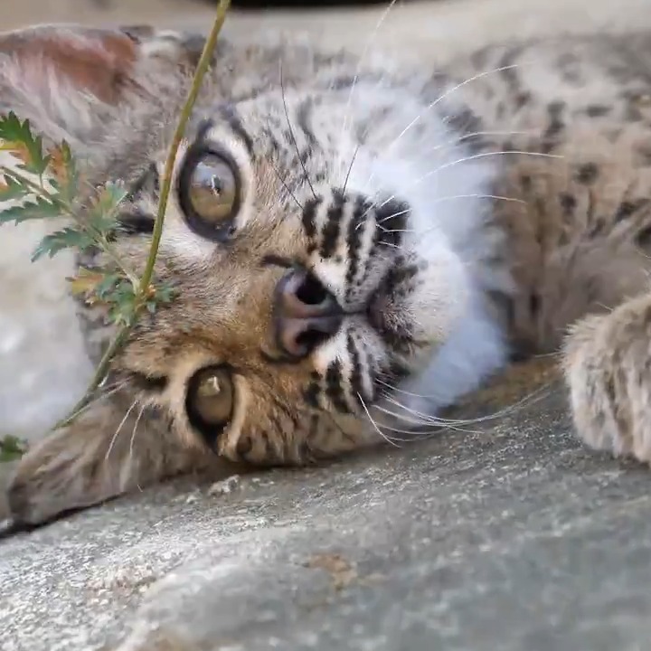 Una gran noticia para la supervivencia de nuestro felino más amenazado 🙌🙌🙌 La población de lince ibérico 🐱 ha alcanzado una nueva cifra de récord. En tan sólo tres años se ha logrado duplicar los ejemplares, superando la barrera de los 2.000.