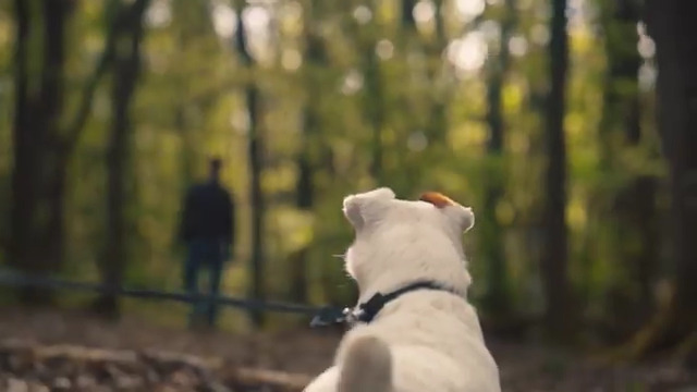 Les abandons d’animaux sont tous tristement identiques. Toujours le même rituel, les mêmes gestes. Et la lâcheté d’un maître. Toujours ! #NONALABANDON