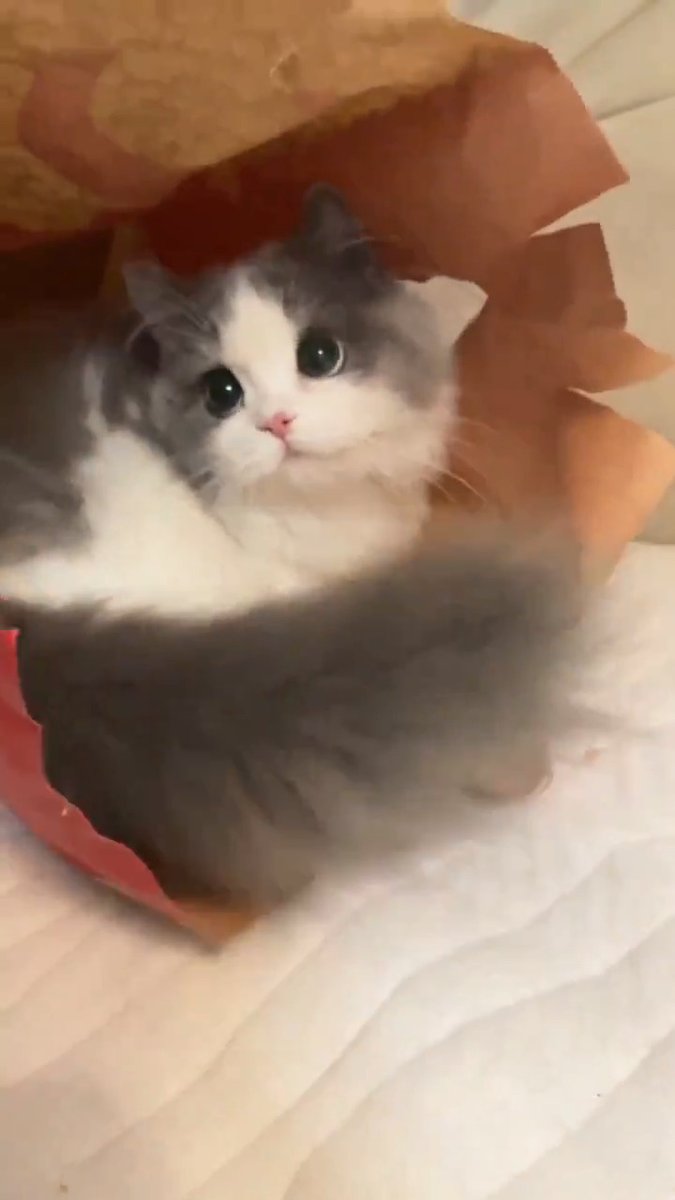 so sweetie 😺💕