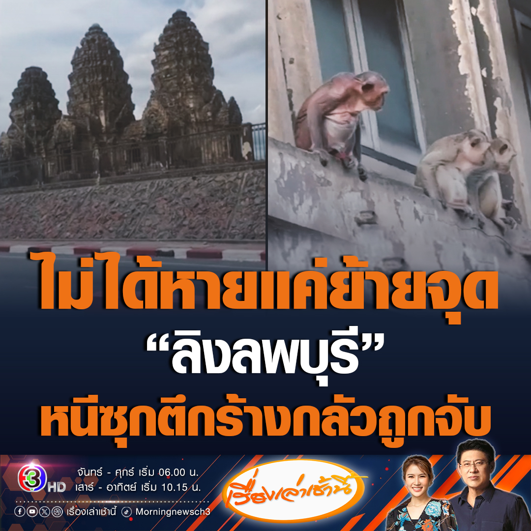 #เรื่องเล่าเช้านี้ ลิงลพบุรีรู้เยอะ! หนีซุกโรงหนัง ตึกร้างกลัวถูกจับ ช่วงกลางวันแทบไม่เห็น จนชาวบ้านหลายคนถ่ายคลิปลงโซเชียล บอกดีใจลิงหายเกือบหมด ขณะที่ชาวบ้านอีกฝั่งบอก ยังไม่หมด แค่มันย้ายจุด เพราะถ้าอยู่จุดเดิมจะถูกจับ แต่ก็ยอมรับลิงลดลงจริง #ข่าวช่อง3 #ลิงลพบุรี