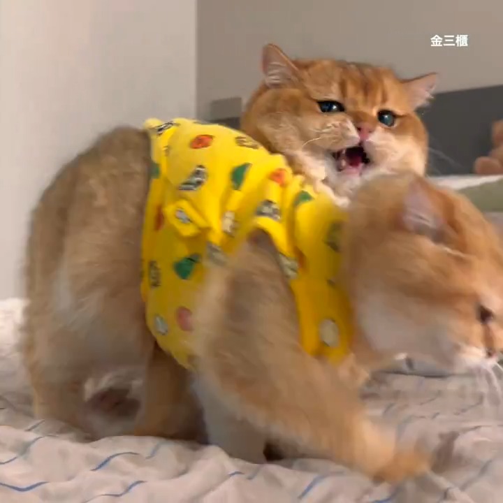 overwhelming love of meow
