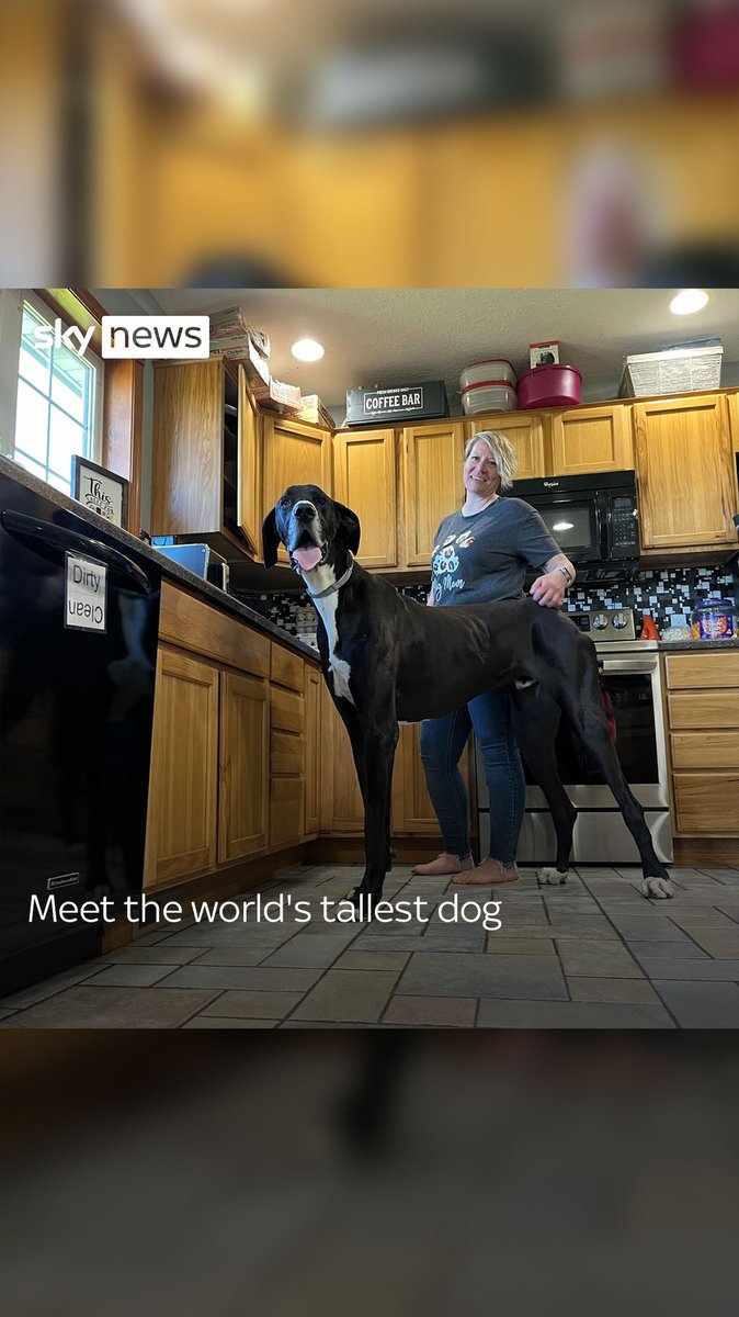 A Great Dane named after Macaulay Culkin's character from Home Alone has been crowned the world's tallest dog by Guinness World Records.