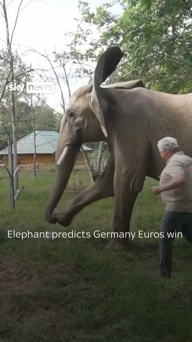 Bubi the "oracle" elephant hoofed a ball into a goal marked with the German flag, confidently predicting victory for Germany against Scotland in the opening game of Euro 2024