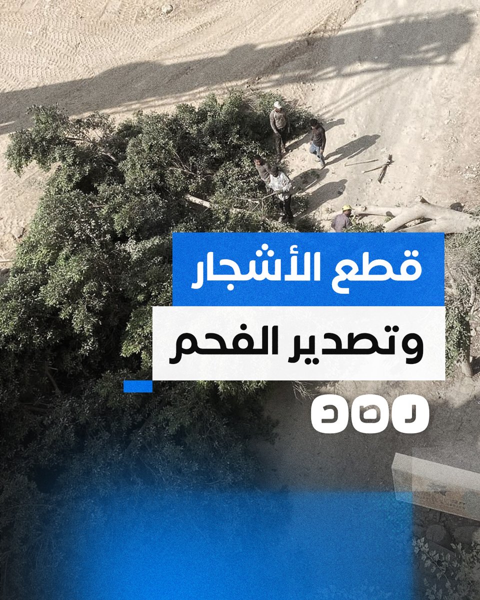 ما حقيقة قطع أشجار مصر بهدف تصدير الأخشاب والفحم النباتي للاحتـ ـلال؟
