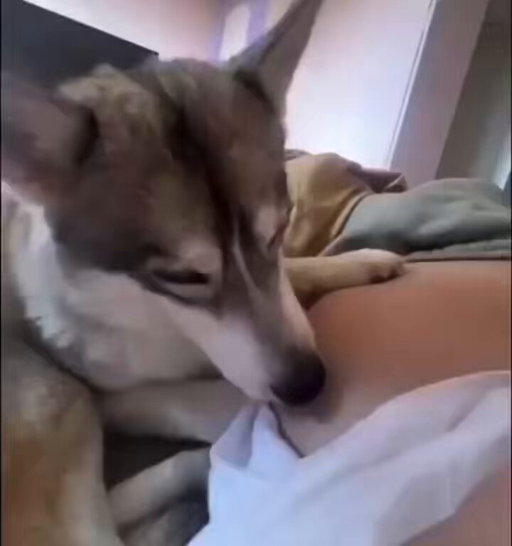 犬さんは、キックしたベイビーに気づいたね🐶🤭🤍