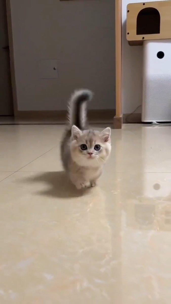 Aww so lovely baby kiteen 😺💕