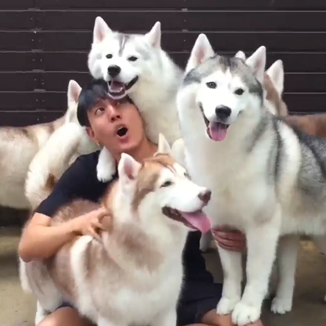 A café in Thailand lets you dine with huskies